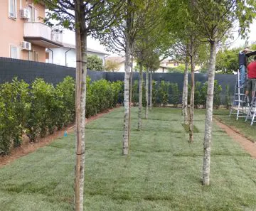 Prato verde con due sedie e tavolo in legno e un albero nello sfondo