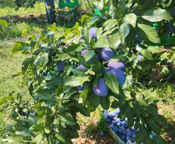 Frutta e verdura
